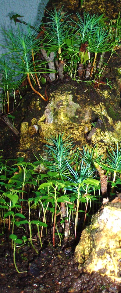 Bosques en Miniatura por el Artista Dapacu