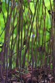 DAPACU LIVING forests