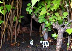 Dapacu Miniature Forests 