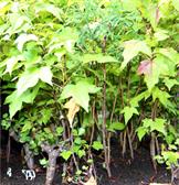 Miniature Forest Mini Bosque