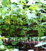 Miniature Forest by dapacu 2013