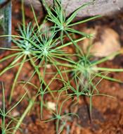0 Miniature Forest by Dapacu Bosques miniatura 4