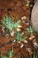 0 Miniature Forest by Dapacu Bosques miniatura D
