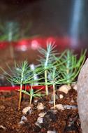 0 Miniature Forest by Dapacu Bosques miniatura