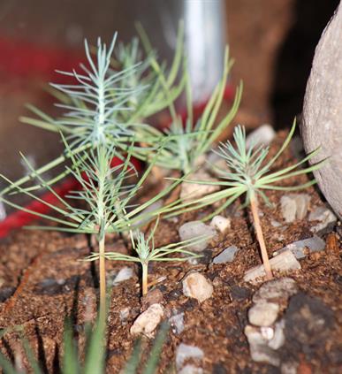 BOSQUES MINIATURA POR DAPACU PINOS BONSAI BONKEI 2012