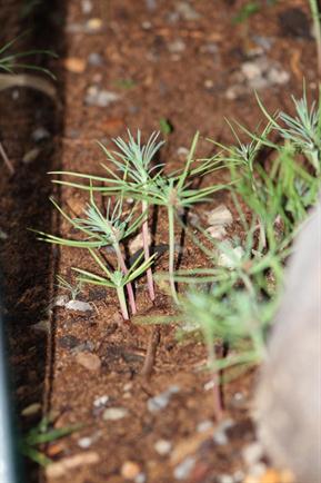 BOSQUES MINIATURA POR DAPACU PINOS