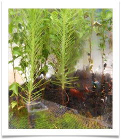 DAPACU ECOSPHERES