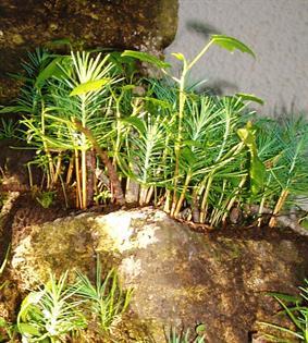 montanas miniatura vivas por dapacu