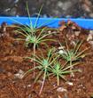 pine forest in miniature by Dapacu